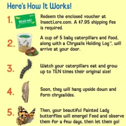 Discount Insect Lore Butterfly Garden with Voucher