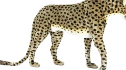 Online Hansa Plush Cheetah Life Size 50"