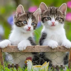 New Ravensburger Kittens - 3x49 Piece Puzzle